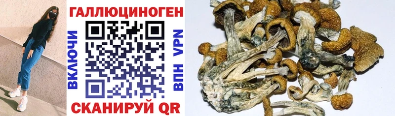 Галлюциногенные грибы Psilocybine cubensis  Кирово-Чепецк 